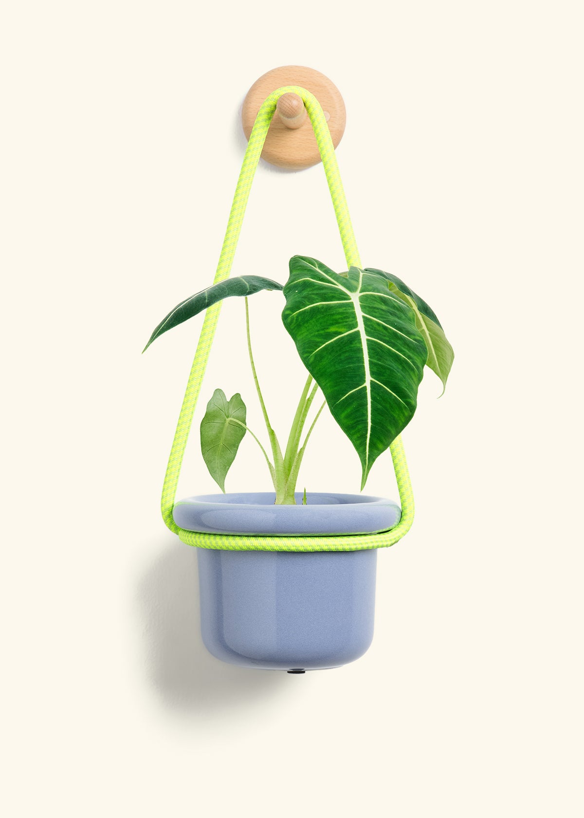 Alocasia 'Frydek', Small