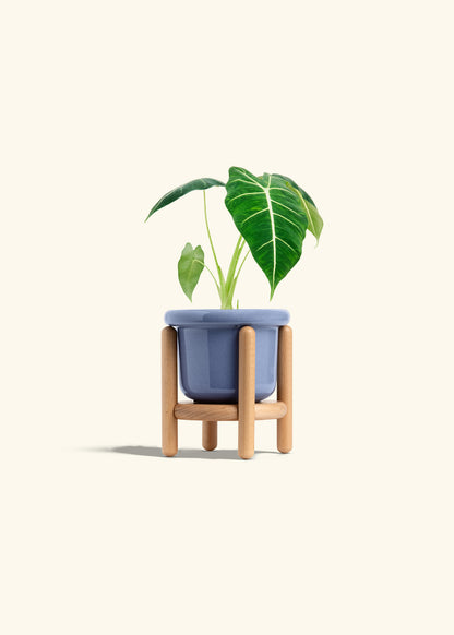 Alocasia Frydek in a 4 inches Fat Lip Blue Planter in a Beech Wood Stand