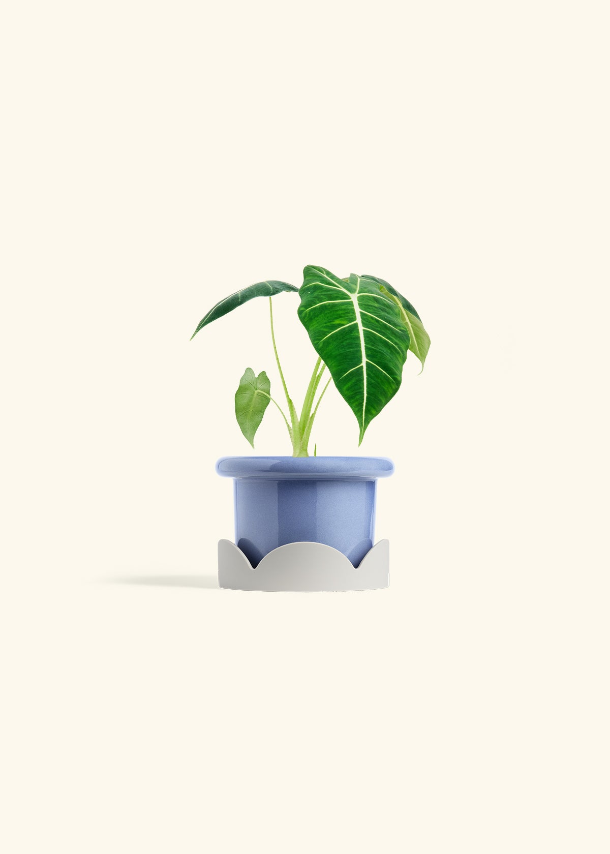 Alocasia Frydek in a 4 inches Fat Lip Blue Planter in a Oat Petal Drip Tray