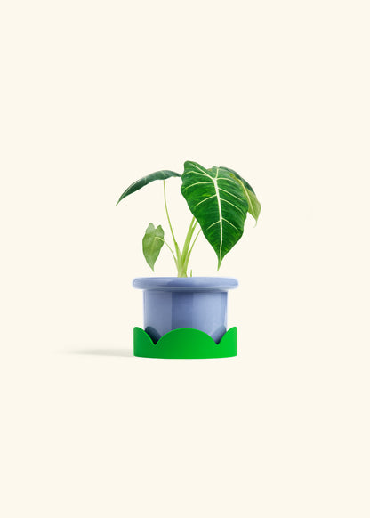 Alocasia Frydek in a 4 inches Fat Lip Blue Planter in a Shamrock Petal Drip Tray