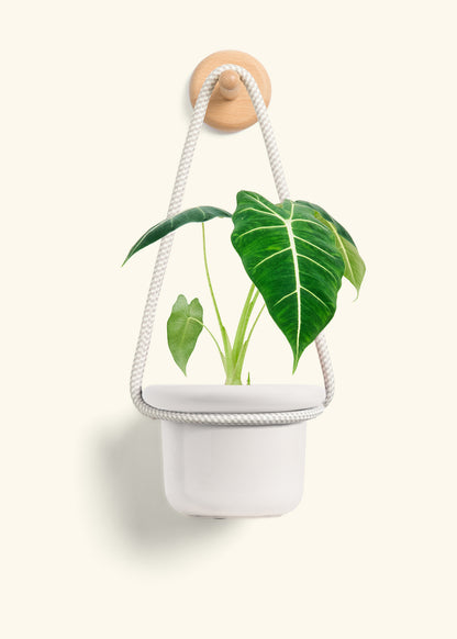 Alocasia 'Frydek', Small