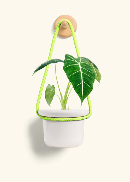 Alocasia 'Frydek', Small