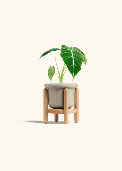 Alocasia Frydek in a 4 inches Fat Lip Oat Planter in a Beech Wood Stand
