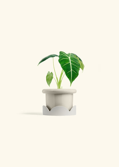 Alocasia Frydek in a 4 inches Fat Lip Oat Planter in a Oat Petal Drip Tray