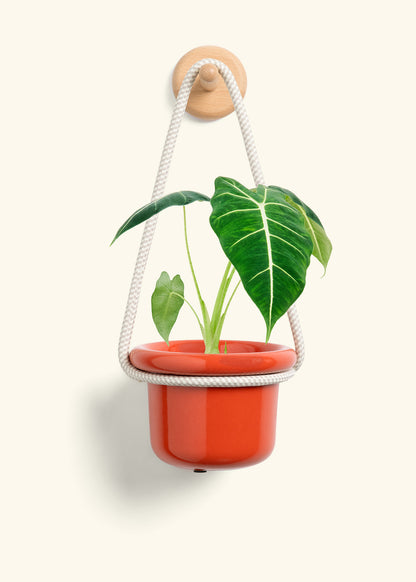 Alocasia 'Frydek', Small