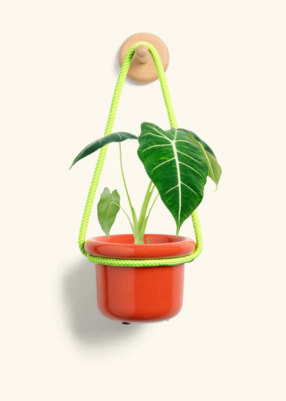 Alocasia 'Frydek', Small