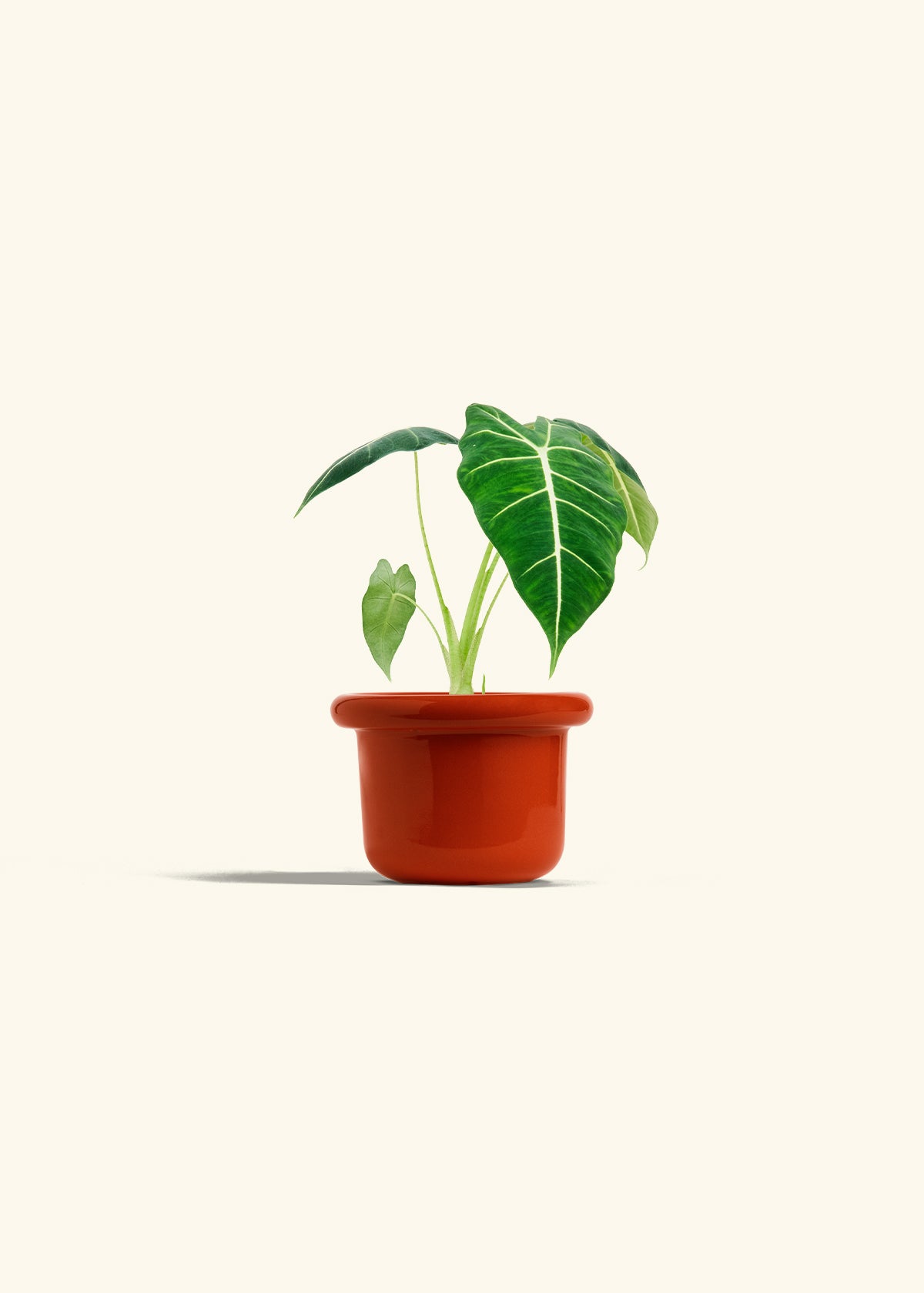 Alocasia Frydek in a 4 inches Fat Lip Red Planter 