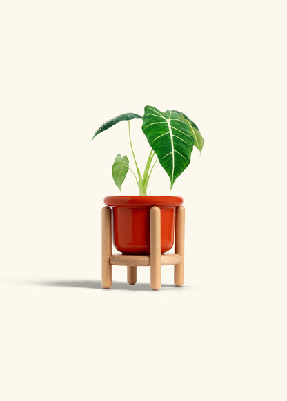 Alocasia Frydek in a 4 inches Fat Lip Red Planter in a Beech Wood Stand