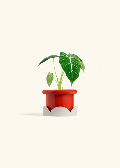 Alocasia Frydek in a 4 inches Fat Lip Red Planter in a Oat Petal Drip Tray