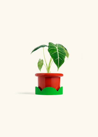 Alocasia Frydek in a 4 inches Fat Lip Red Planter in a Shamrock Petal Drip Tray