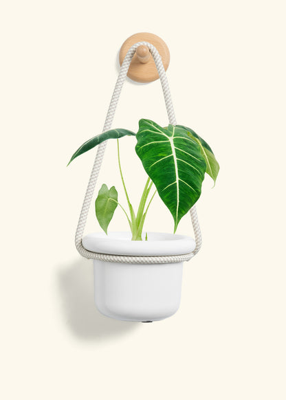 Alocasia 'Frydek', Small