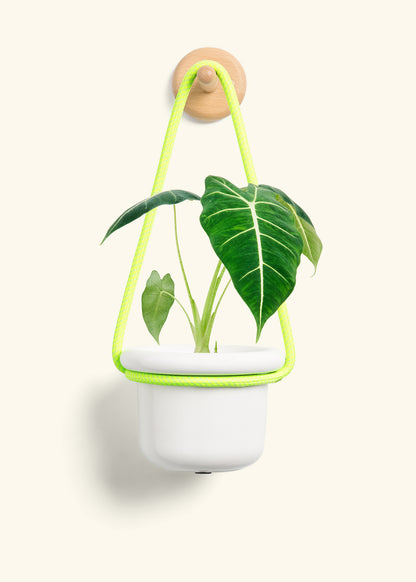 Alocasia 'Frydek', Small