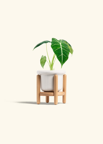 Alocasia Frydek in a 4 inches Fat Lip White Planter in a Beech Wood Stand