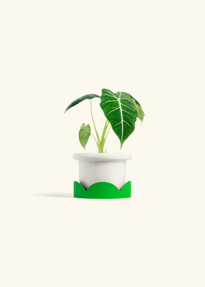 Alocasia Frydek in a 4 inches Fat Lip White Planter in a Shamrock Petal Drip Tray