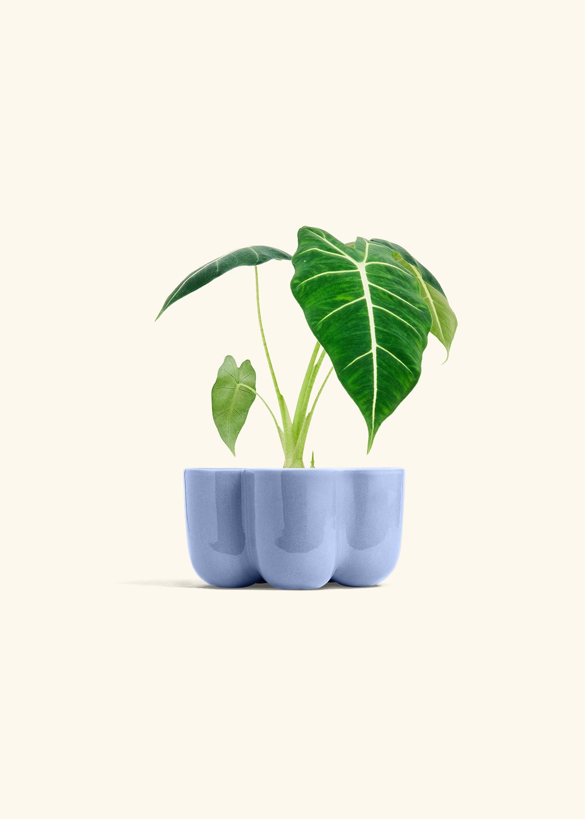 Alocasia Frydek in a 4 inches in a Blue Petal Planter