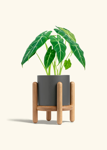 Classic Planter Stand Combo, Charcoal