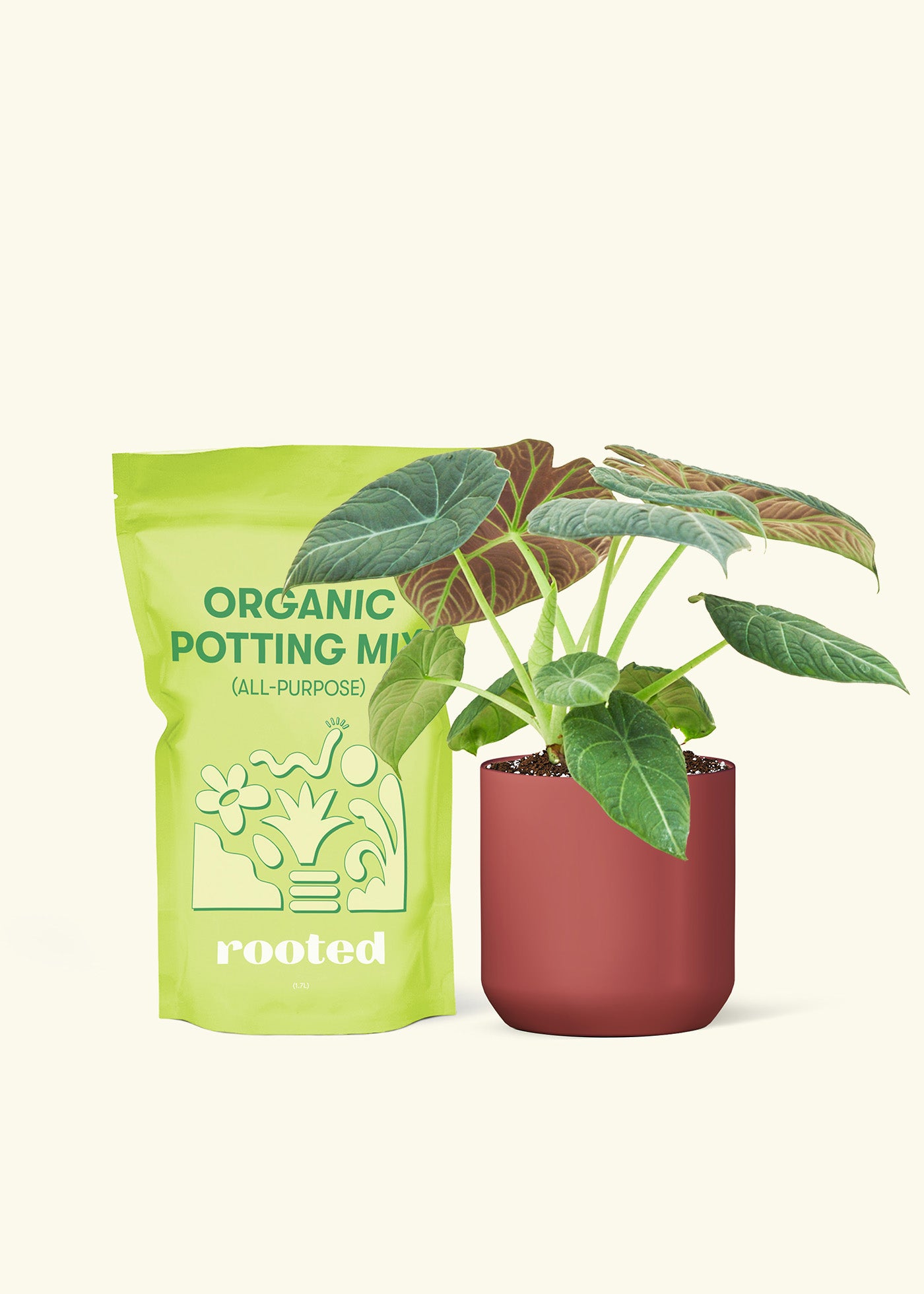 A bag of Potting Mix to the left of a Alocasia maharani in a burgundy cylinder ceramic pot.