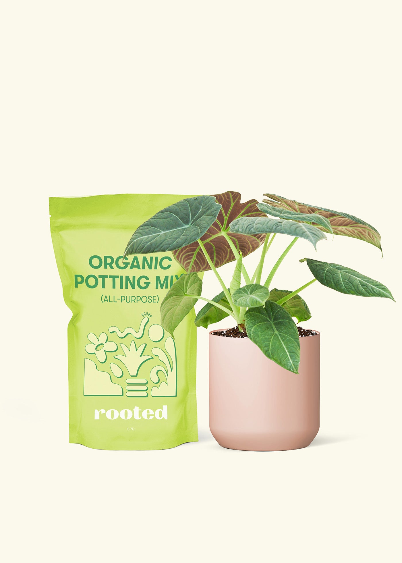 A bag of Potting Mix to the left of a Alocasia maharani in a pink cylinder ceramic pot.