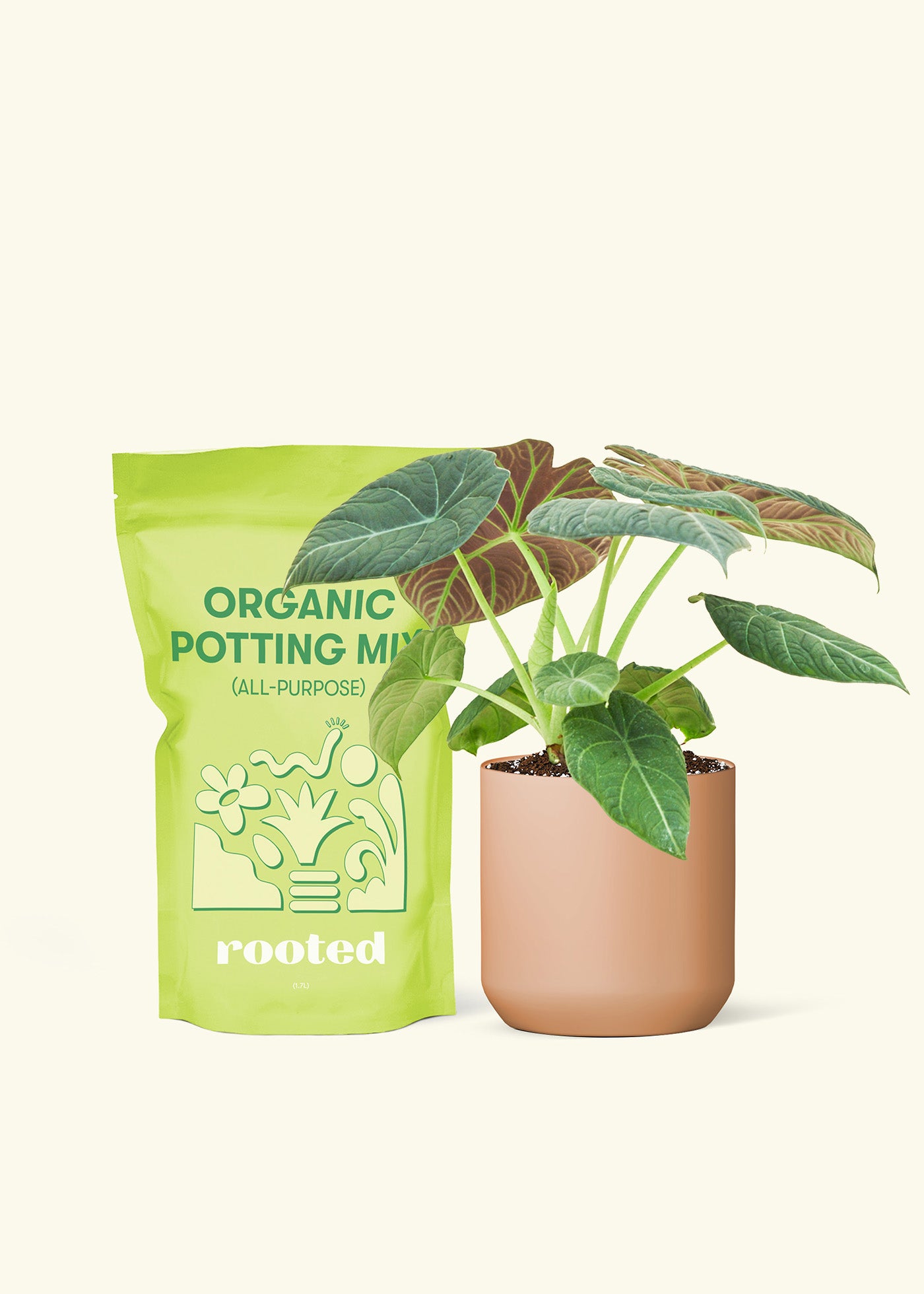 A bag of Potting Mix to the left of a Alocasia maharani in a terracotta cylinder ceramic pot.