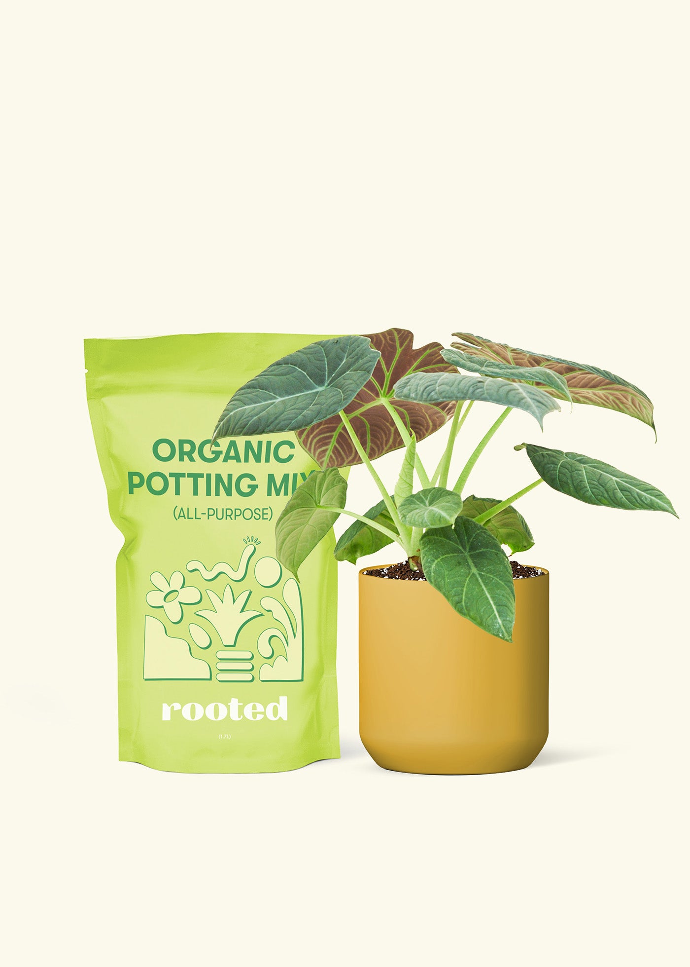 A bag of Potting Mix to the left of a Alocasia maharani in a mustard cylinder ceramic pot.