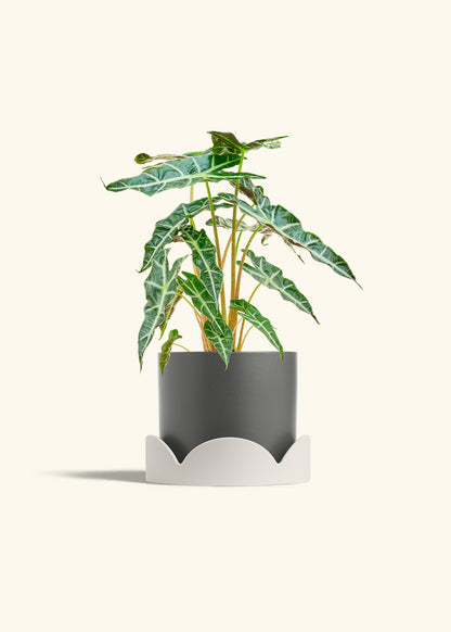 Alocasia Polly in a 6 inches Charcoal Classic Cylinder Planter in a Oat Petal Drip Tray