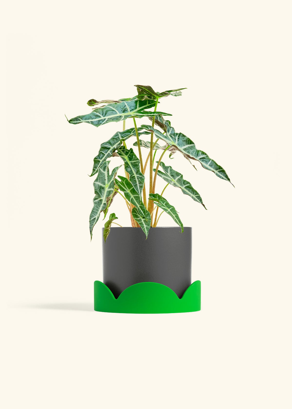Alocasia Polly in a 6 inches Charcoal Classic Cylinder Planter in a Shamrock Petal Drip Tray