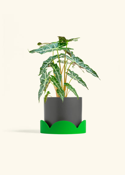 Alocasia Polly in a 6 inches Charcoal Classic Cylinder Planter in a Shamrock Petal Drip Tray