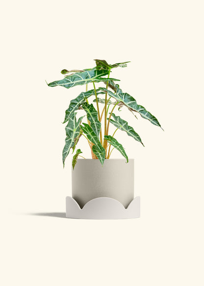 Alocasia Polly in a 6 inches Oat Classic Cylinder Planter in a Oat Petal Drip Tray