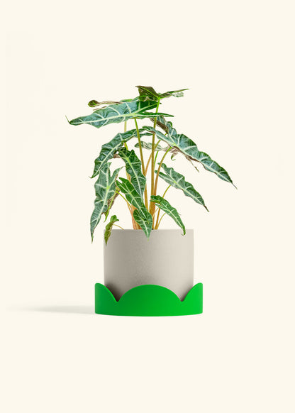 Alocasia Polly in a 6 inches Oat Classic Cylinder Planter in a Shamrock Petal Drip Tray