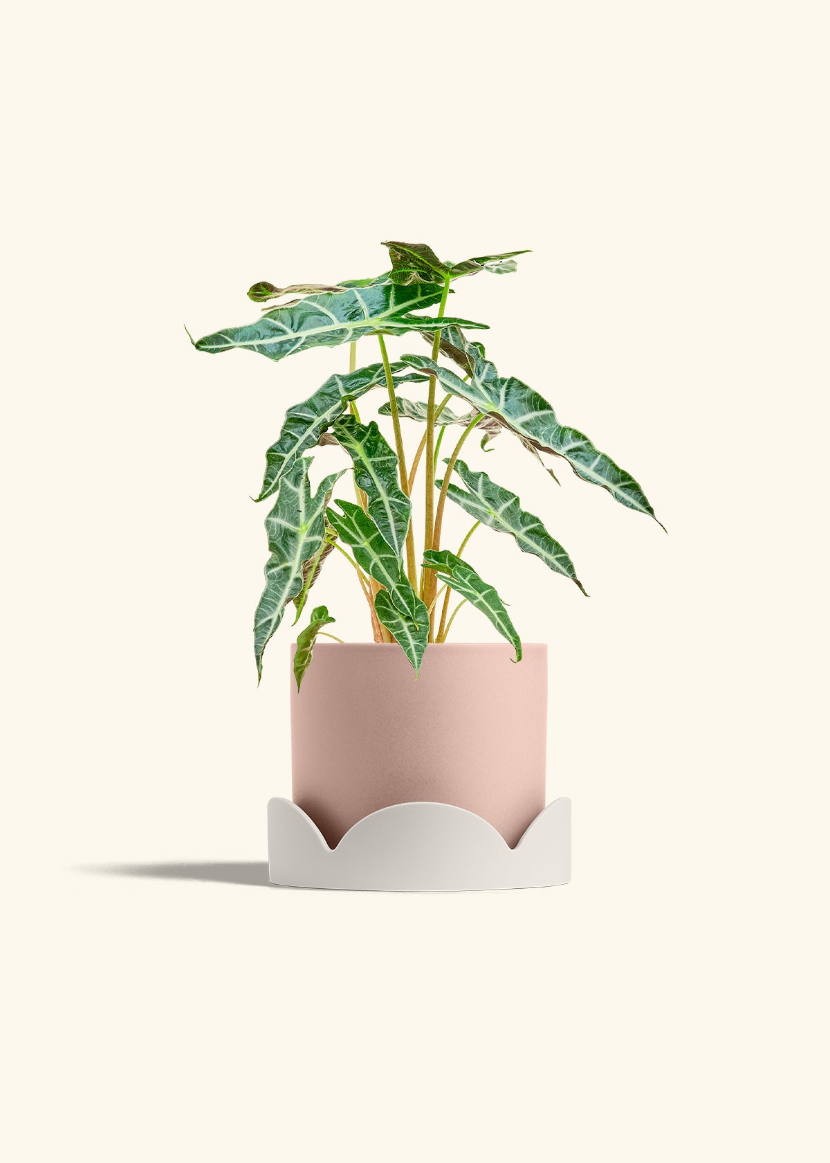 Alocasia Polly in a 6 inches Pink Classic Cylinder Planter in a Beech Wood Stand