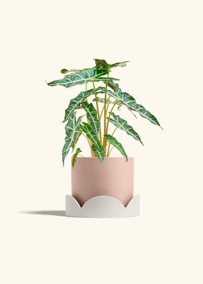 Alocasia Polly in a 6 inches Pink Classic Cylinder Planter in a Beech Wood Stand