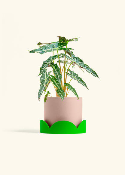 Alocasia Polly in a 6 inches Pink Classic Cylinder Planter in a Shamrock Petal Drip Tray