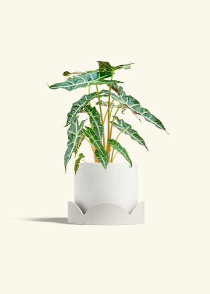 Alocasia Polly in a 6 inches White Classic Cylinder Planter in a Oat Petal Drip Tray