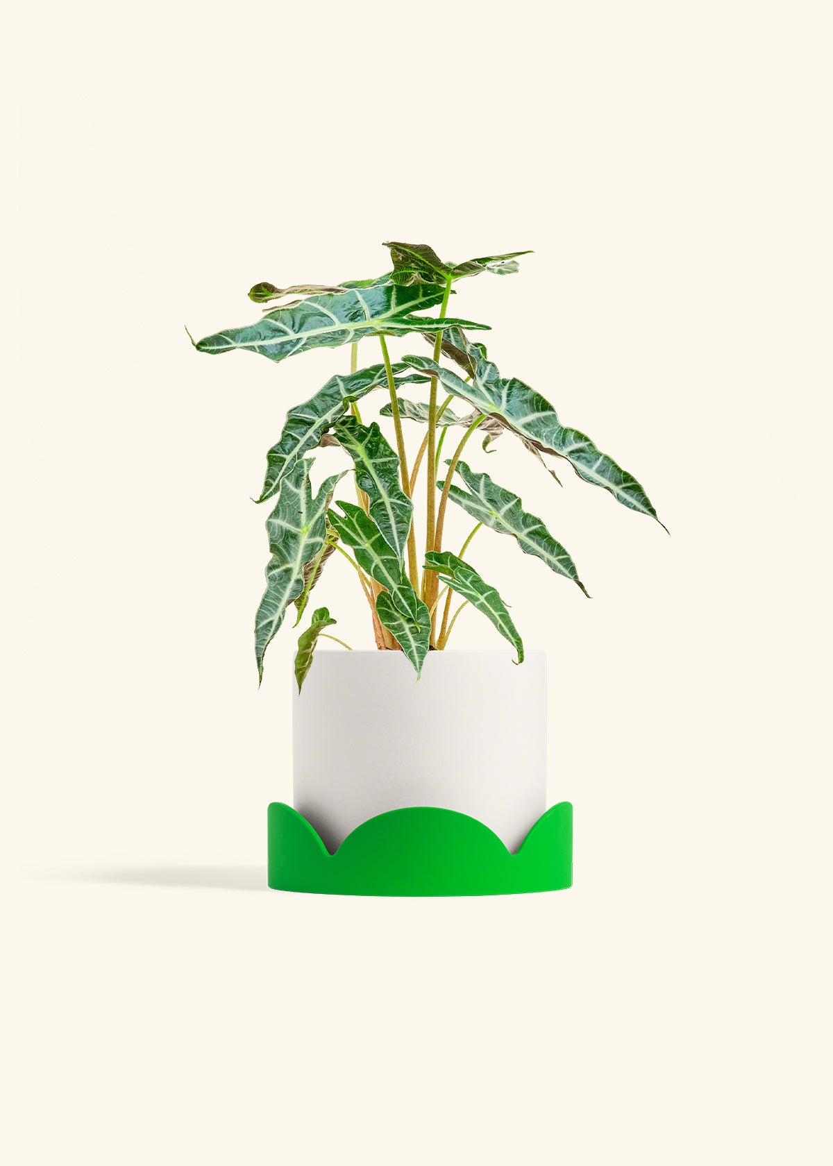 Alocasia Polly in a 6 inches White Classic Cylinder Planter in a Shamrock Petal Drip Tray