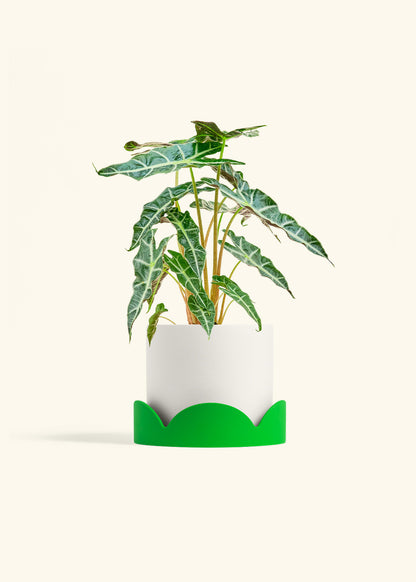 Alocasia Polly in a 6 inches White Classic Cylinder Planter in a Shamrock Petal Drip Tray