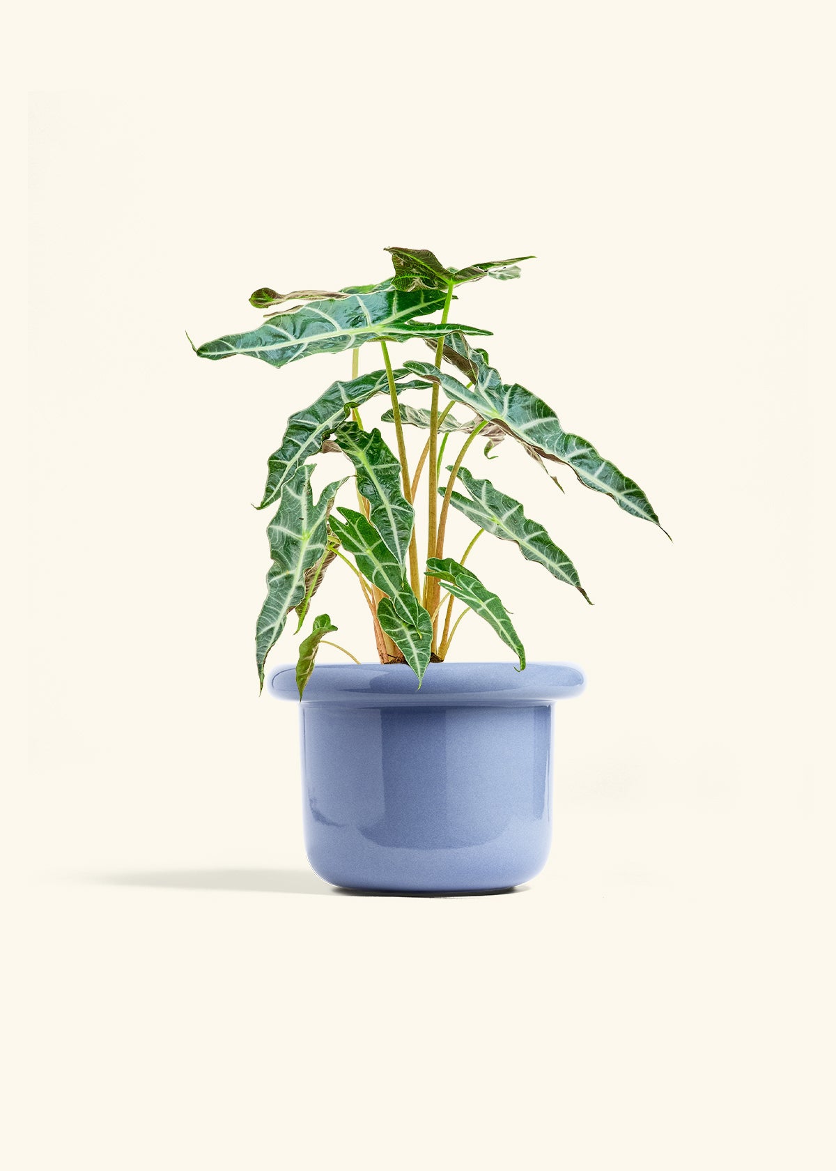 Alocasia Polly in a 6 inches Fat Lip Blue Planter 