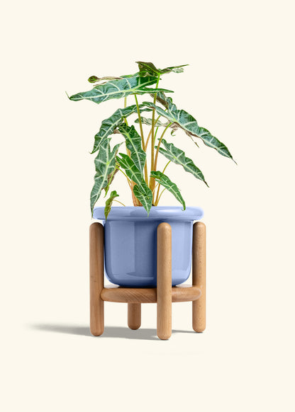 Alocasia Polly in a 6 inches Fat Lip Blue Planter in a Beech Wood Stand