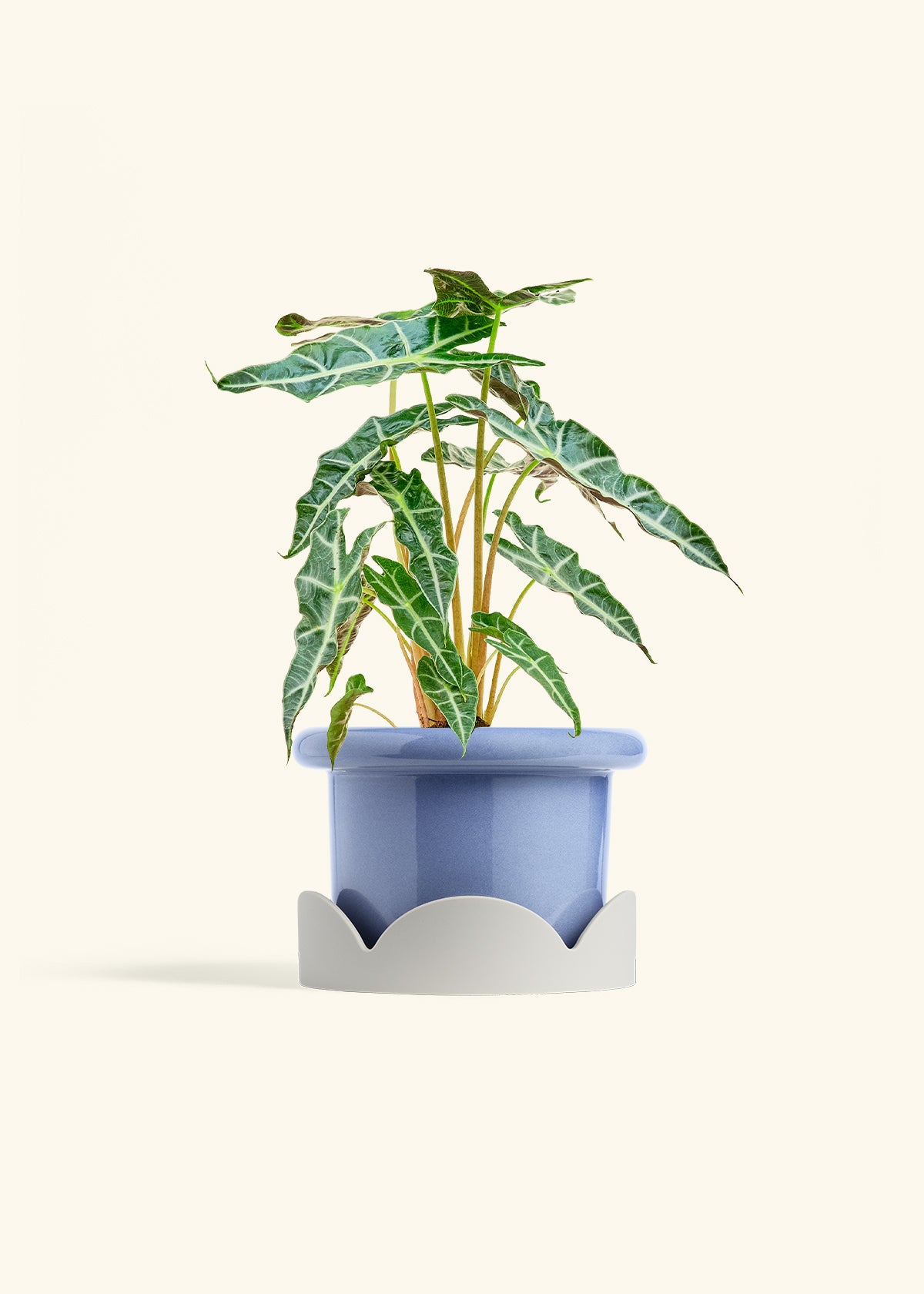 Alocasia Polly in a 6 inches Fat Lip Blue Planter in a Oat Petal Drip Tray