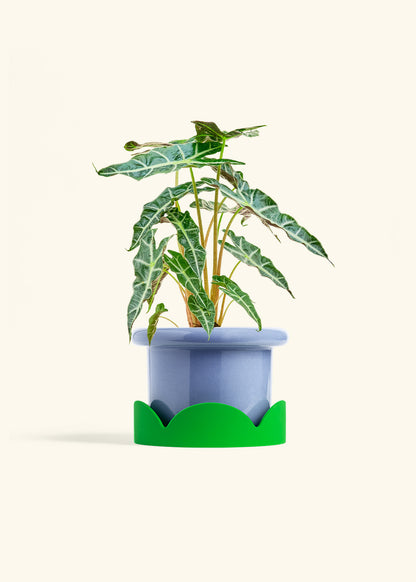 Alocasia Polly in a 6 inches Fat Lip Blue Planter in a Shamrock Petal Drip Tray