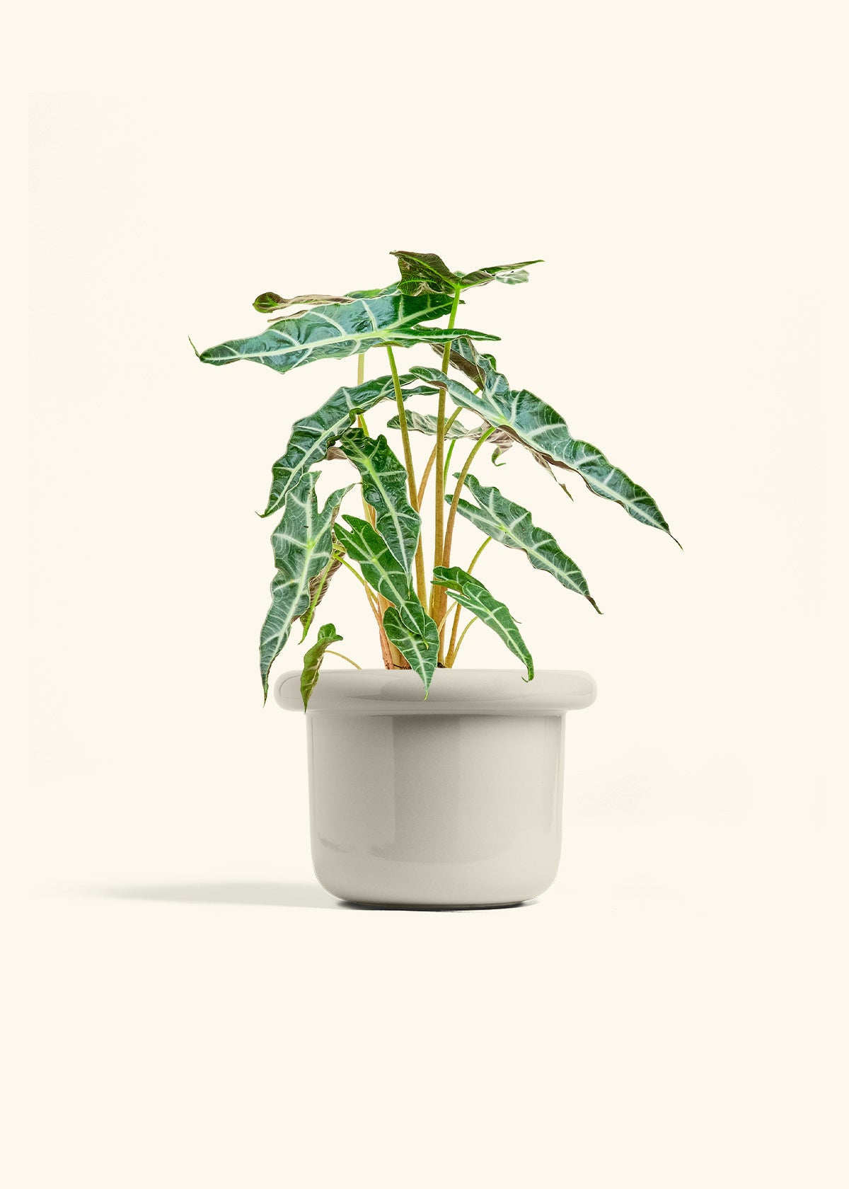 Alocasia Polly in a 6 inches Fat Lip Oat Planter 