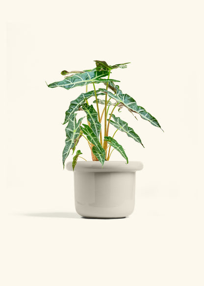 Alocasia Polly in a 6 inches Fat Lip Oat Planter 