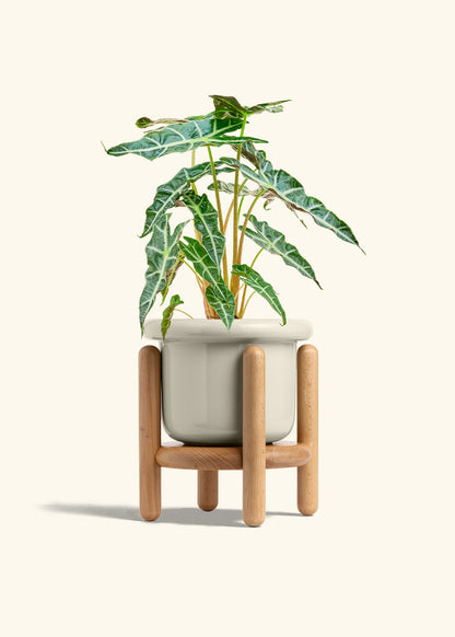 Alocasia Polly in a 6 inches Fat Lip Oat Planter in a Beech Wood Stand