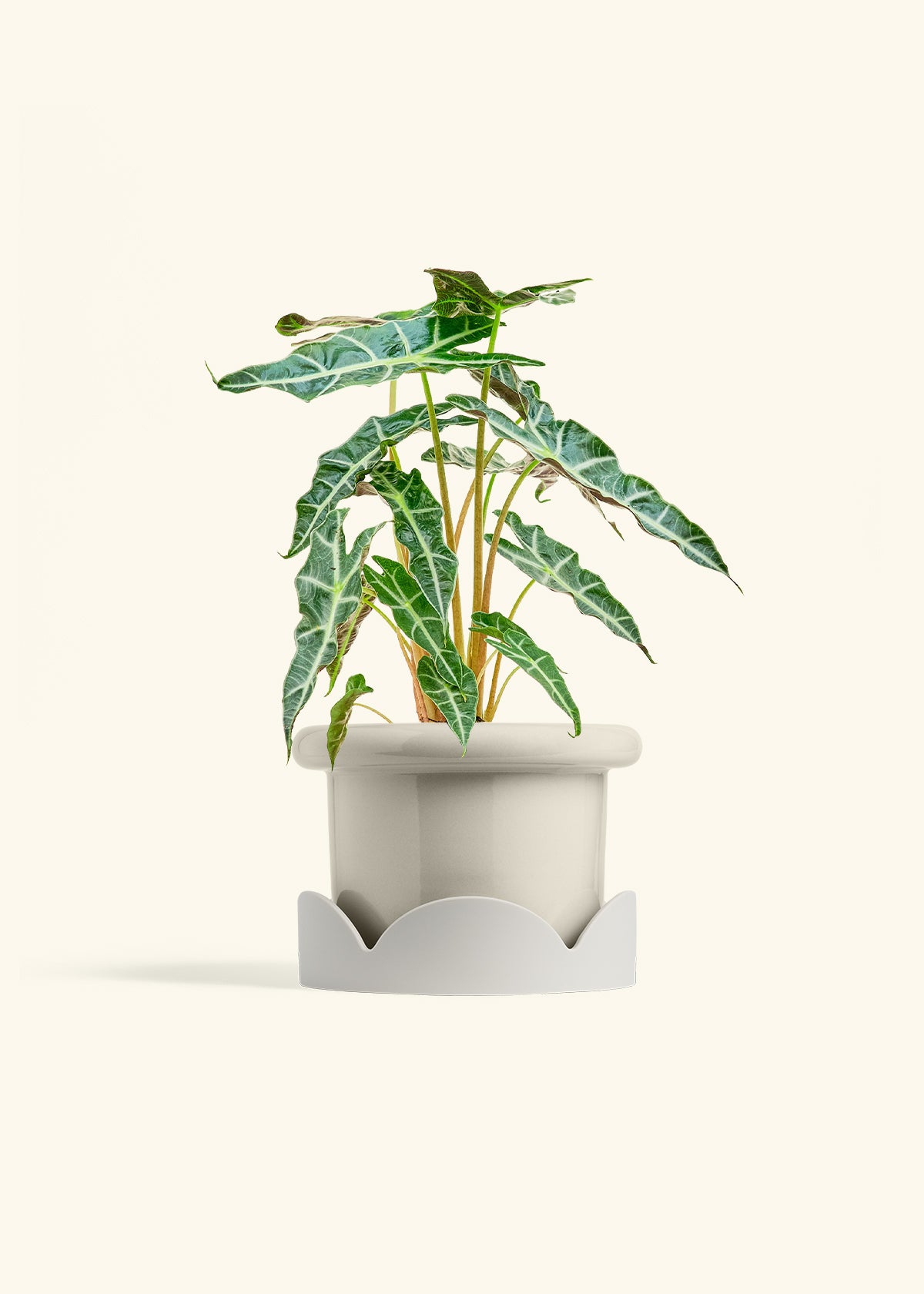 Alocasia Polly in a 6 inches Fat Lip Oat Planter in a Oat Petal Drip Tray