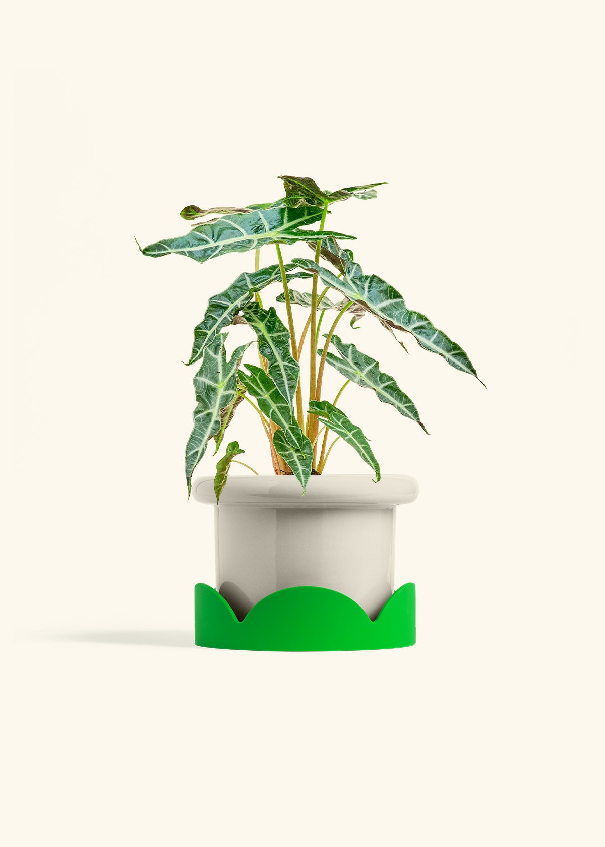 Alocasia Polly in a 6 inches Fat Lip Oat Planter in a Shamrock Petal Drip Tray