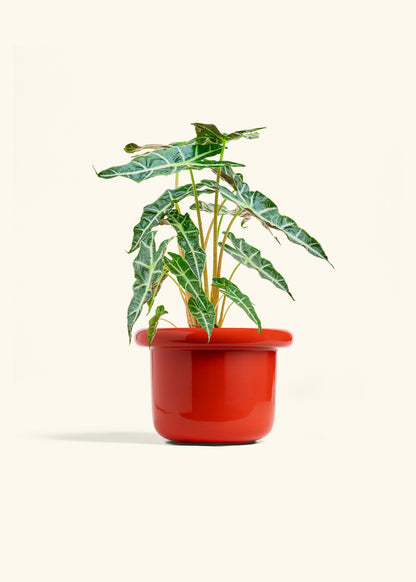 Alocasia Polly in a 6 inches Fat Lip Red Planter 