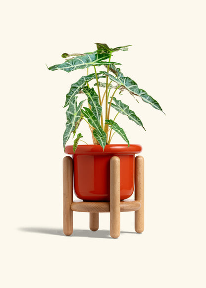 Alocasia Polly in a 6 inches Fat Lip Red Planter in a Beech Wood Stand
