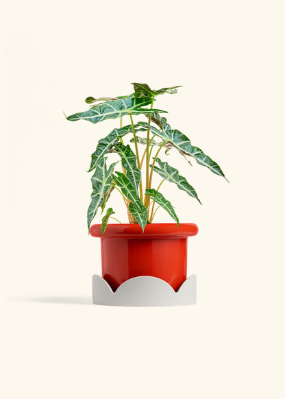 Alocasia Polly in a 6 inches Fat Lip Red Planter in a Oat Petal Drip Tray