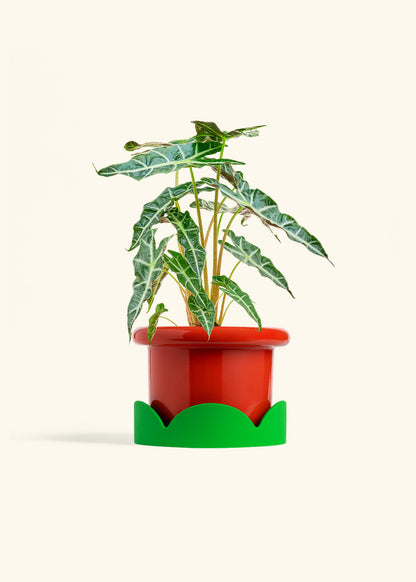 Alocasia Polly in a 6 inches Fat Lip Red Planter in a Shamrock Petal Drip Tray