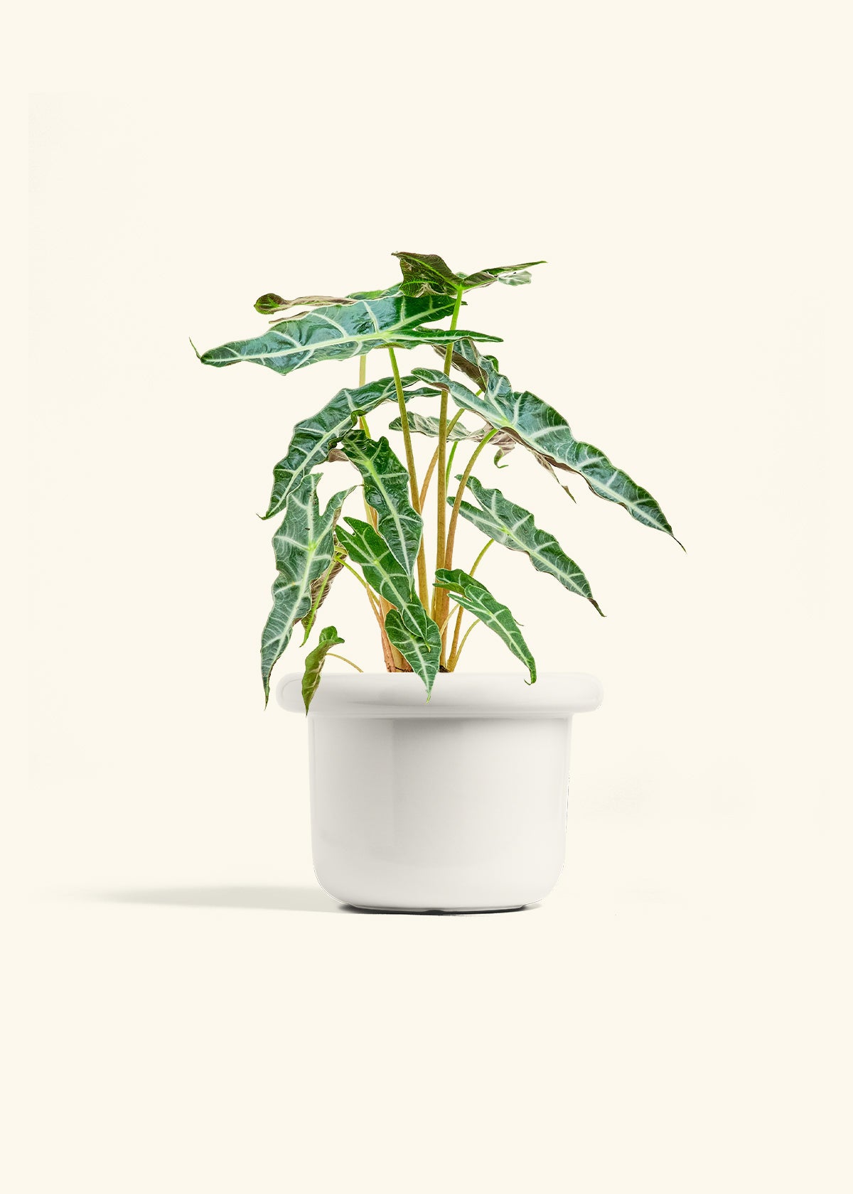 Alocasia Polly in a 6 inches Fat Lip White Planter 