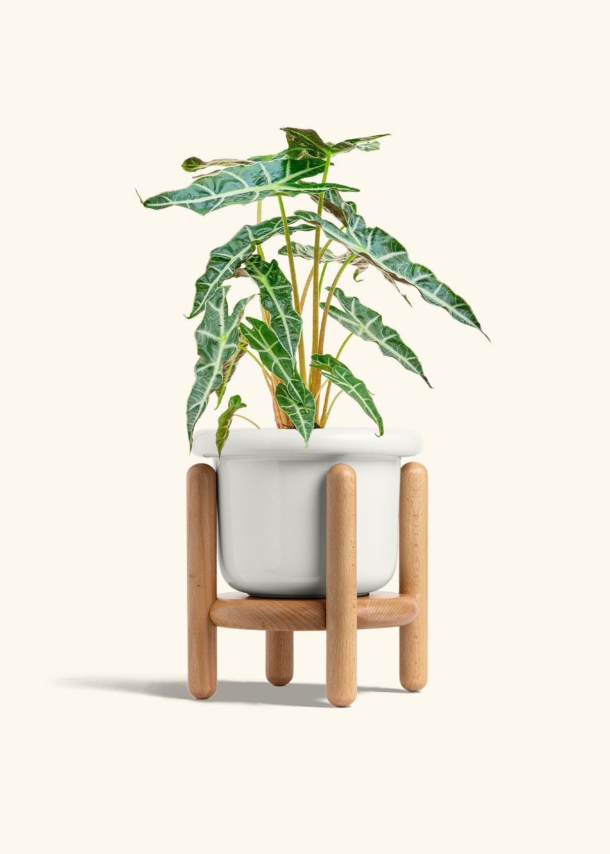Alocasia Polly in a 6 inches Fat Lip White Planter in a Beech Wood Stand